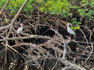 mangrove roots in South Florida estuary