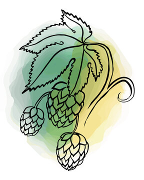 Hand drawn Beer Hop branch with leaves and cone illustration