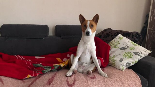 Mature basenji dog sit on sofa in rude redneck pose and then goes in stylish classic canine pose