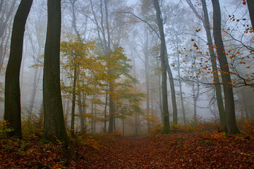 Amazing Carpathian forest in autumn season, Slovakia, Europe
