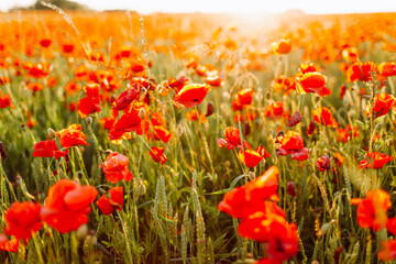 Field of bright red corn poppy flowers in summer. Selective focus.