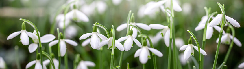 Fototapeta premium close up of snowdrop flowers under sunlight - spring time flowers 