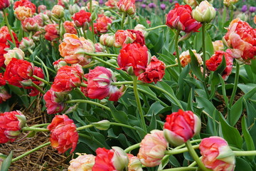 Beautiful bouquet of tulips. colourful tulip. tulips in spring. Tulips blooming in the garden.