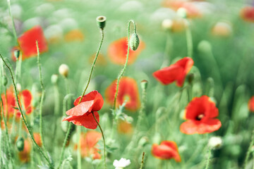 field of poppies