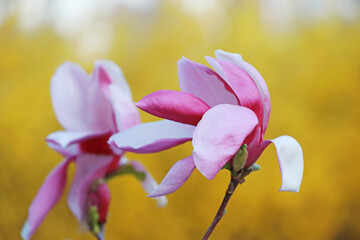 Beautiful magnolia flower, North China