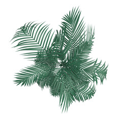 leaf on white background