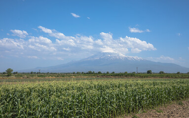 Ararat mountain with green field
