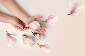 close-up of hand of elderly woman on light background, holding buds of spring flowers, magnolia,...