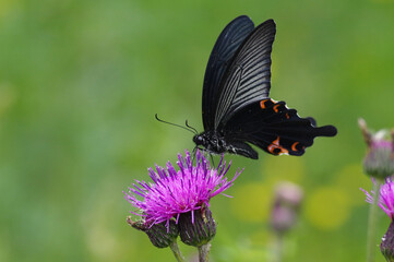 Fototapeta premium ノアザミとクロアゲハ