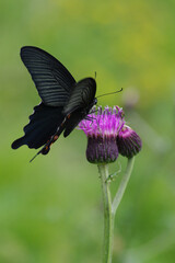 ノアザミとクロアゲハ