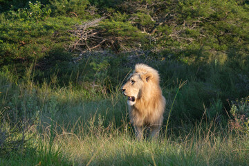 Male lion standing in the distance on safari, panting on a hot summer's day in South Africa