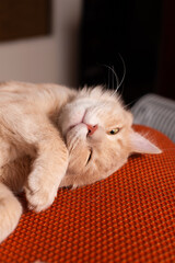 Photo of beautiful big cat laying on chair and sleeping.