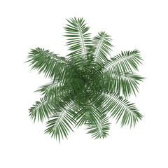 palm tree on white background