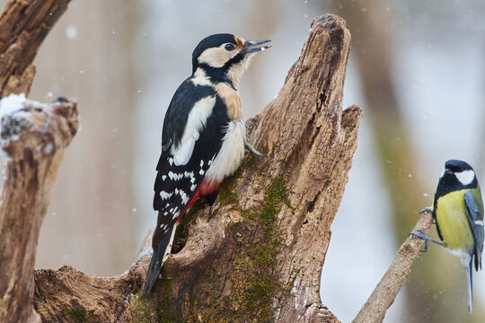 Dendrocopos major, great spotted woodpecker, wildlife from danube wetland, Slovakia, Europe