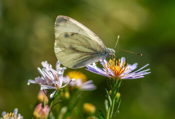 Insect butterfly collect pollen nectar from flower summer meadow, beauty in nature wildlife
