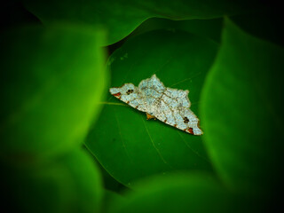 Moth hiding in the rain