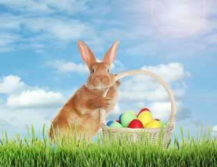 Cute bunny and wicker basket with colorful Easter eggs on green grass outdoors