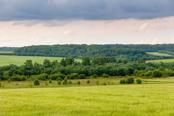 Green grass on summer hilly fields with green trees and forest against a cloudy sky background. Agrarian landscape