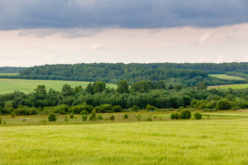 Fototapeta premium Green grass on summer hilly fields with green trees and forest against a cloudy sky background. Agrarian landscape