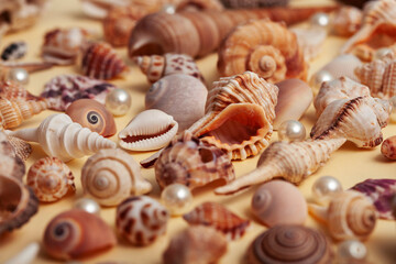 a lot of different empty sea shells on yellow background, macro details