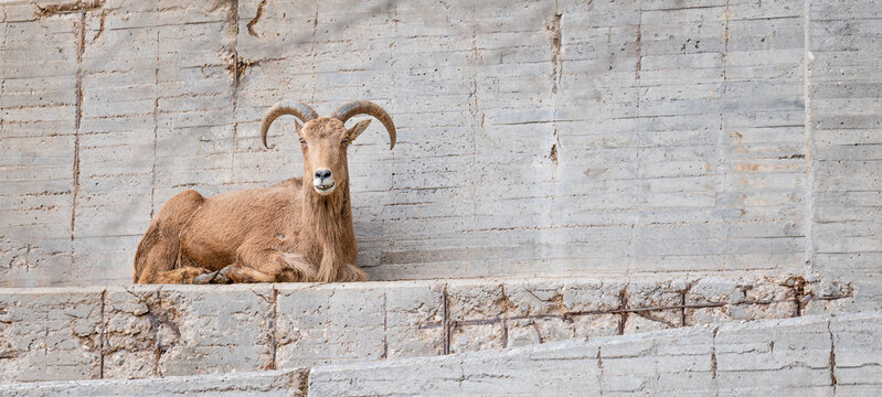 Barbary Sheep (Ammotragus lervia) lying in his zoo enclosure 