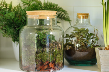 jars with plants. Small plants in a glass bottle. Terrarium jar with plants. self ecosystem....