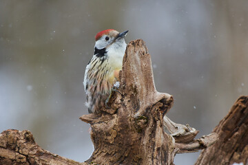 Leiopicus medius, middle spotted woodpecker, wildlife from danube wetland forest, Slovakia, Europe