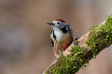 Leiopicus medius, middle spotted woodpecker, wildlife from danube wetland forest, Slovakia, Europe
