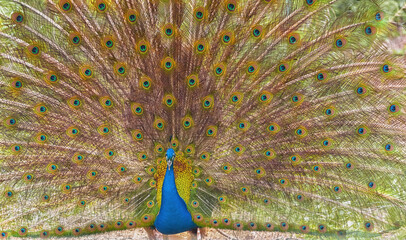Obraz premium Indian peafowl, blue peafowl. The close-up image of the male Indian peafowl s tail is fanned