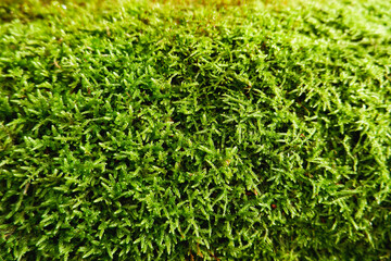 Natural background. Green moss texture close-up with shallow depth of field. Sunlight.