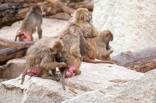 Papion or yellow baboon removing parasites from the ass of another baboon