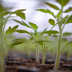 Tomato seedlings in the cassette