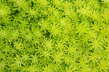Green small plants as nature texture background.