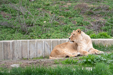 Beautiful female lion (Panthera leo) lying in his zoo enclosure