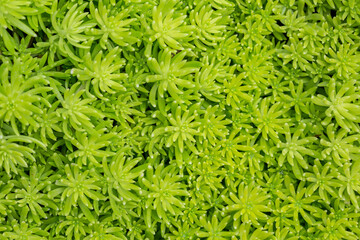 Green small plants as nature texture background.