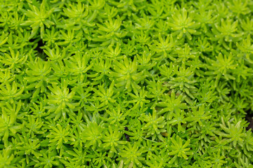 Green small plants as nature texture background.