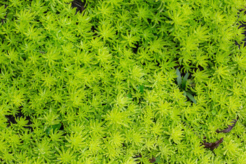 Green small plants as nature texture background.