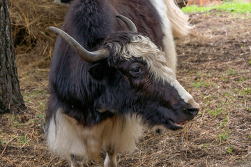 Asian wild bull yak (Bos mutus)