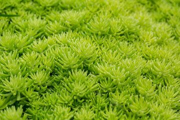 Green small plants as nature texture background.