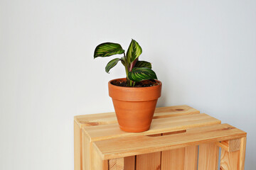 Green house plant calathea beauty star in terracotta pot on wooden box over white