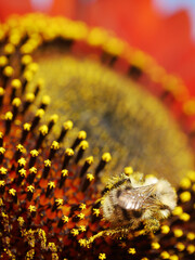 sunflower red  bee
