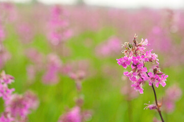 Fototapeta premium A purple flower grows on the field. Flower field