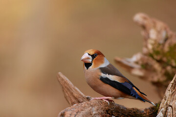Coccothraustes coccothraustes, Hawfinch, wildlife from danube wetland forest, Slovakia, Europe