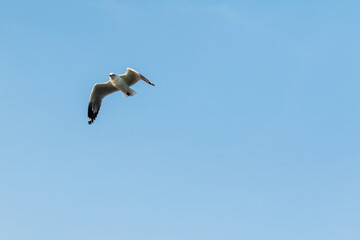Seagulls flying
