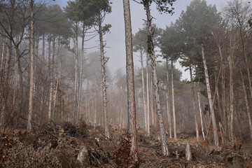Föhrenwald nach Windbruch im Nebel	
