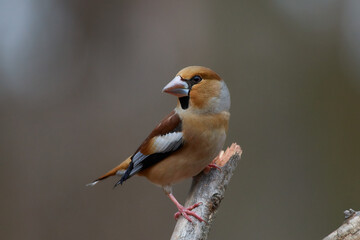 Coccothraustes coccothraustes, Hawfinch, wildlife from danube wetland forest, Slovakia, Europe