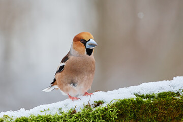 Coccothraustes coccothraustes, Hawfinch, wildlife from danube wetland forest, Slovakia, Europe