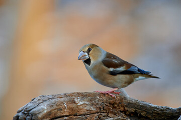 Coccothraustes coccothraustes, Hawfinch, wildlife from danube wetland forest, Slovakia, Europe