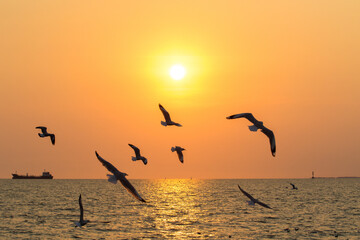 Silhouette of seagull flying at sunset