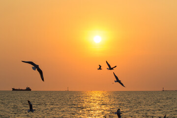 Fototapeta na wymiar Silhouette of seagull flying at sunset